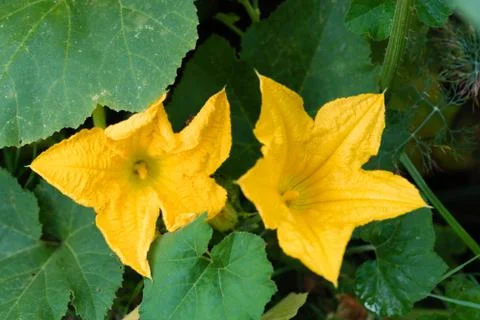 Pumpkin flower Stock-Fotos