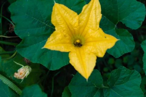 Pumpkin flower Stock Photos