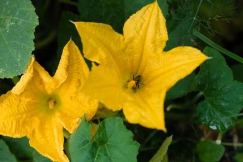 Pumpkin flower Foto stock