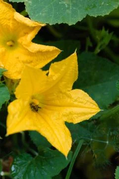 Pumpkin flower Foto stock