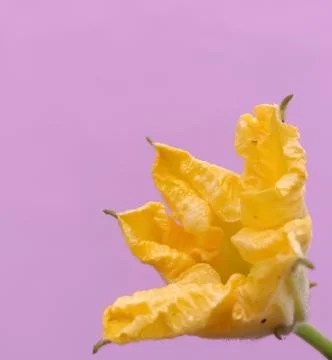 Pumpkin flower Foto stock