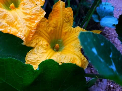 Pumpkin Flower Foto stock