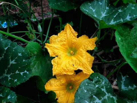 Pumpkin Flower Foto stock