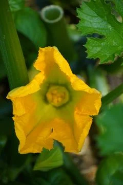 Pumpkin flower Stock Photos