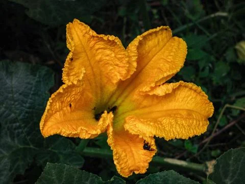 Pumpkin flower Foto stock