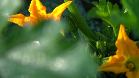 Pumpkin flower. The pumpkin grows in the garden. Slow motion Dolly in. Sunny Stock Footage 149263268
