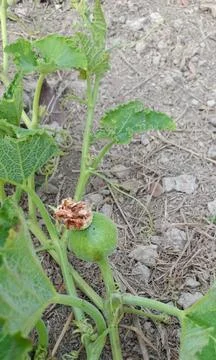 Pumpkin flower, pumpkin tree, small pumpkin, Foto stock