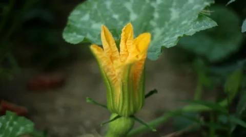 Pumpkin Flower Time Lapse Stock Footage 37326599
