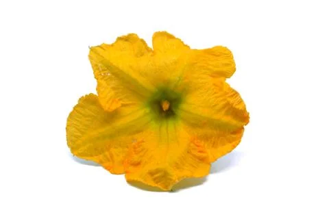 Pumpkin flower on white background Stock Photos