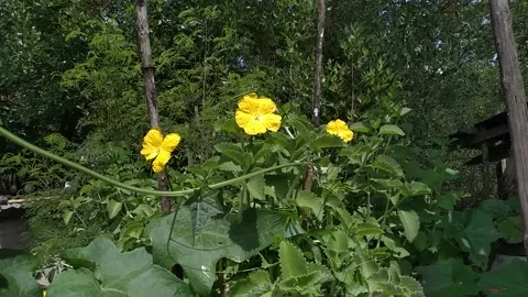 Pumpkin Flowers Stock Footage 152363881