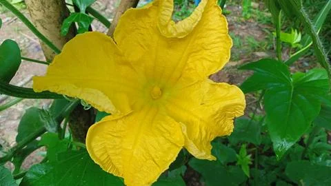 Pumpkin flowers Stock Photos