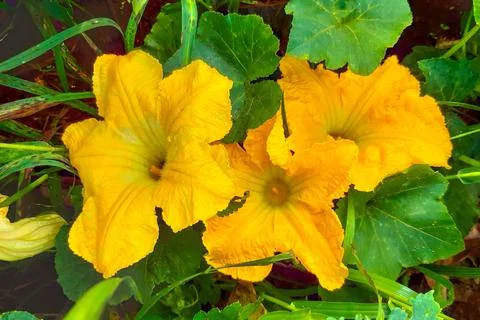 Pumpkin flowers 스톡 사진