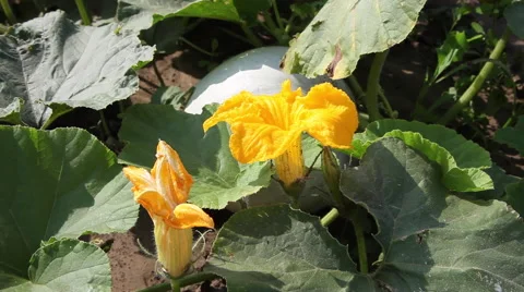 Pumpkin flowers, raw fruit, green plant, plantation, harvest, farm land Stock Footage 40632432