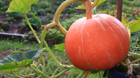 Pumpkin Stock Footage 28026454