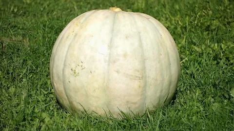 Pumpkin Video stock 29678596