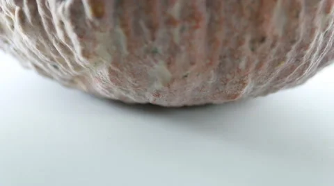 Pumpkin Stock Footage 45507152