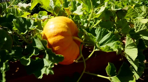 Pumpkin Video stock 46459652