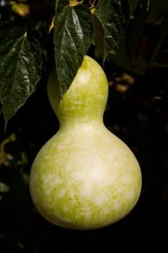 Pumpkin in the form of a pear grows on a branch. Stock Photos