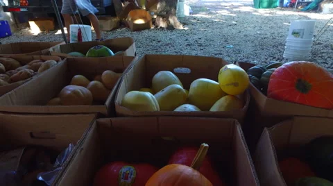 Pumpkin on a fresh market Stock Footage 67291390