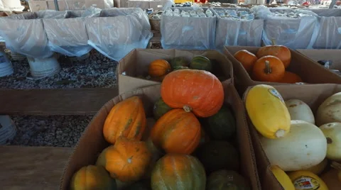 Pumpkin on a fresh market Stock Footage 67291997