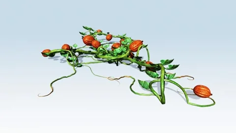 Pumpkin fruit growing on vines Stock Footage 296808577