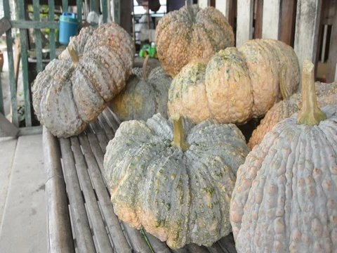 Pumpkin fruit,Dolly shot Stock Footage 83782717