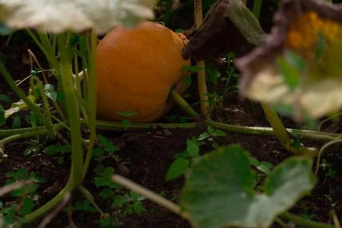 A pumpkin in the garden bed Фото