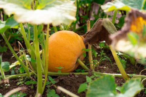 A pumpkin in the garden bed Stockfoto's