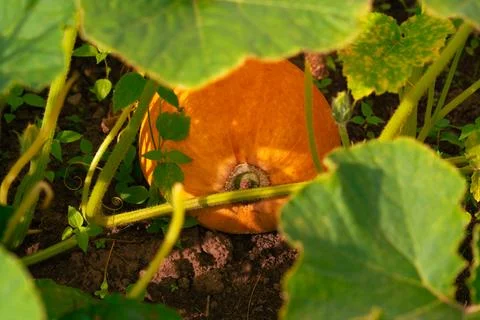 A pumpkin in the garden bed 스톡 사진