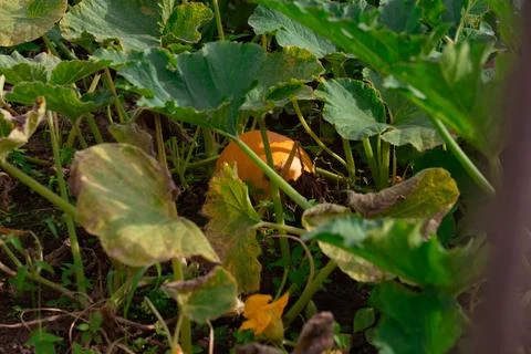A pumpkin in the garden bed Stock-Fotos