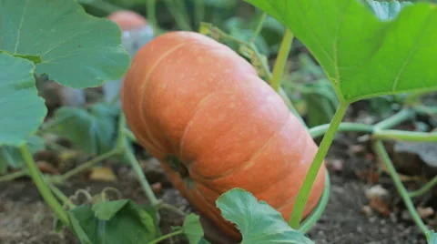Pumpkin in the garden, closeup Stock Footage 68027754