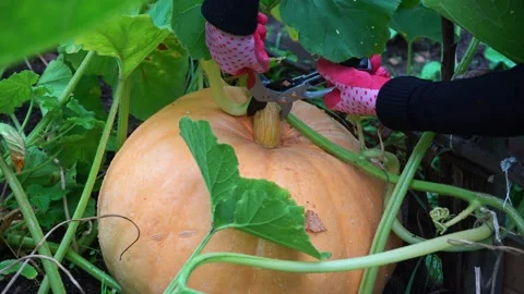 Pumpkin in the garden is cut with scissors. Hands in red gloves cut a pumpkin Stock Footage 141617696