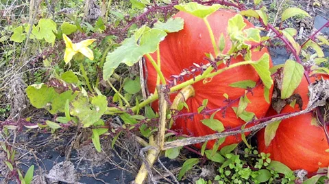 Pumpkin in the garden. Stock Footage 32724703