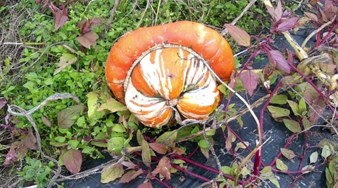 Pumpkin in the garden. Stock Footage 33720315