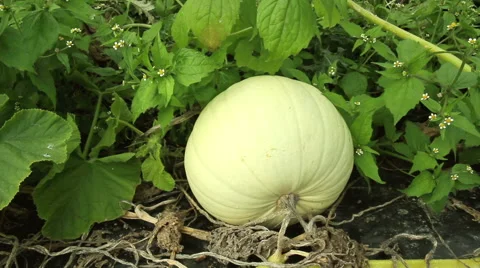 Pumpkin in the garden. Stock Footage 42124349