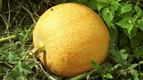 Pumpkin in the garden. Stock Footage 42124526
