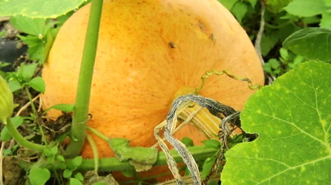 Pumpkin in the garden. Stock Footage 42125591