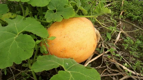 Pumpkin in the garden. Stock Footage 42125769