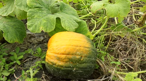 Pumpkin in the garden. Stock Footage 42126296