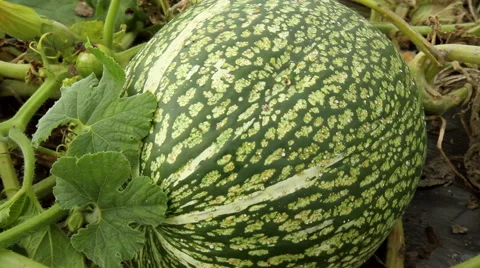 Pumpkin in the garden. Stock Footage 42126544