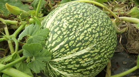 Pumpkin in the garden. Stock Footage 42126752