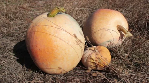 Pumpkin In The Garden Stock Footage 42126893