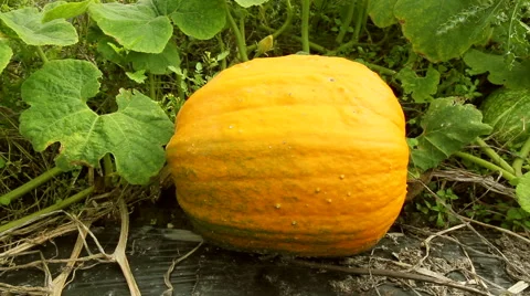 Pumpkin in the garden. Stock Footage 42127029