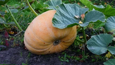 Pumpkin in the garden Stock Footage 116023210
