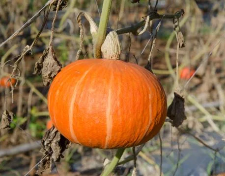 Pumpkin in garden Stock Photos