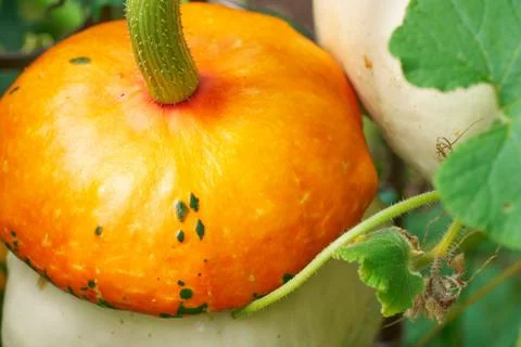 Pumpkin in the garden Stock Photos