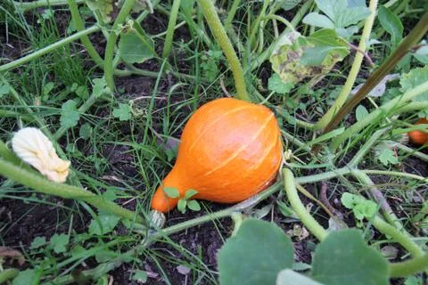 Pumpkin in the garden. Stock Photos