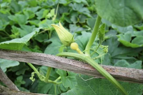 Pumpkin in the garden. Stock Photos