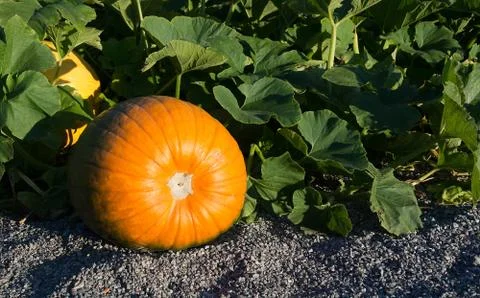 Pumpkin garden Stock Photos