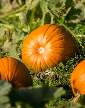 Pumpkin in the garden Stock Photos